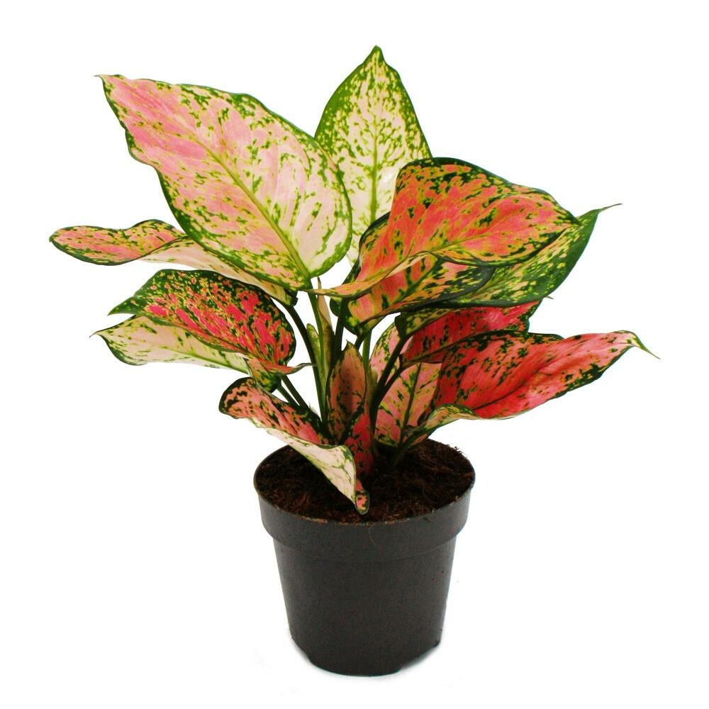 Aglaonema crimson love - filament d'épi bigarré - variétés originales - 12cm - hauteur env. 25-30cm