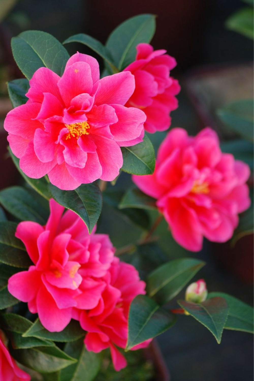 Camélia 'illumination' - en pot de 1 litre