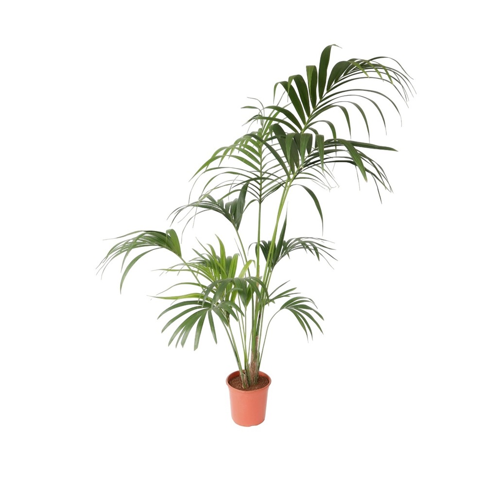 Palmier kentia - howea forsteriana - hauteur 150-170cm - ⌀24cm