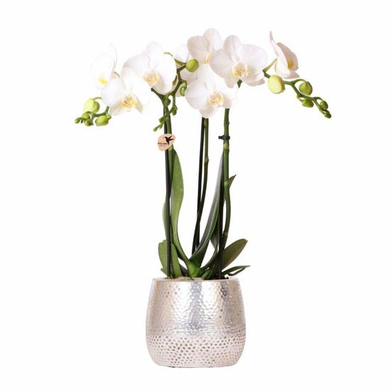 Orchidée amabilis blanche et son pot pot argenté - hauteur 35cm