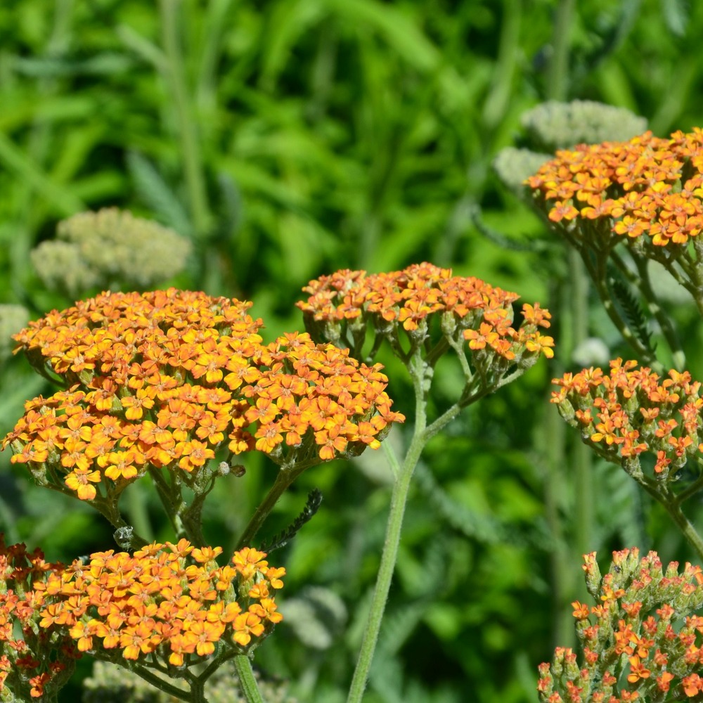 Achillée terracotta - le pot / 8cm