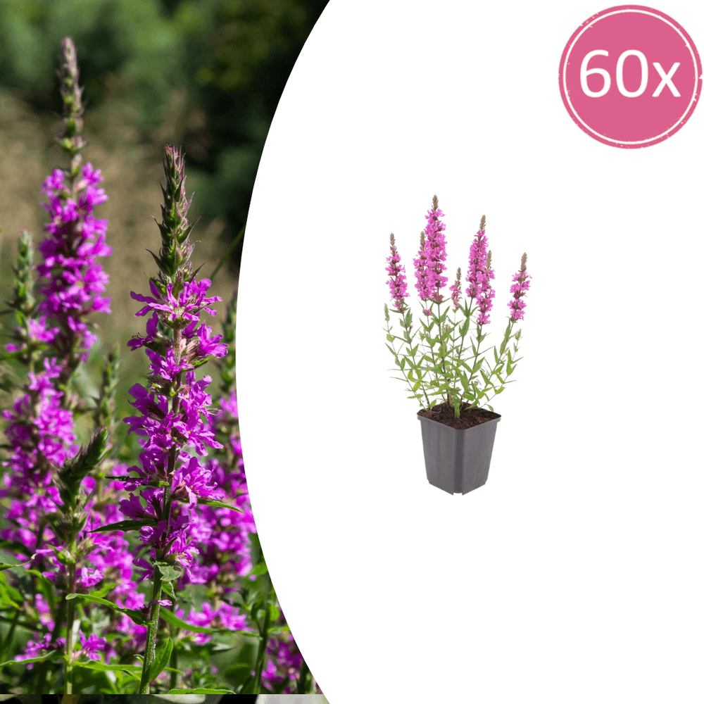 Salicaire commune (lythrum salicaria) 'salicaire' - 60