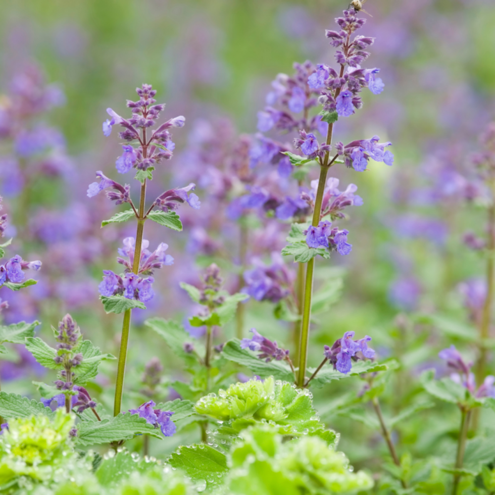 Chataire - nepeta mussinii (racemosa) - chataire - 10/15 cm godet de 9 cm - bleu