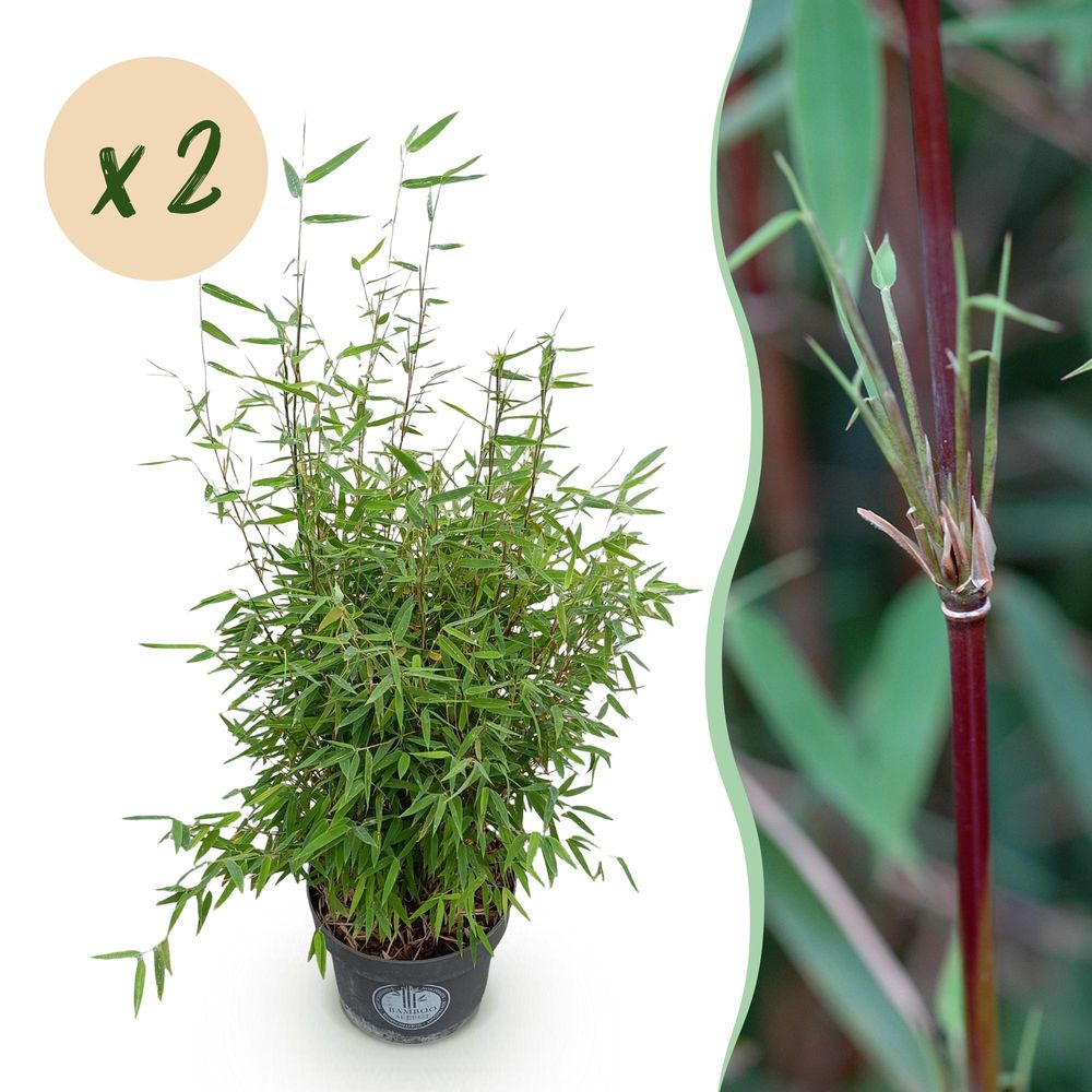 Bambou fargesia red dragon - lot de 2 - pot 23 cm - hauteur 80 cm