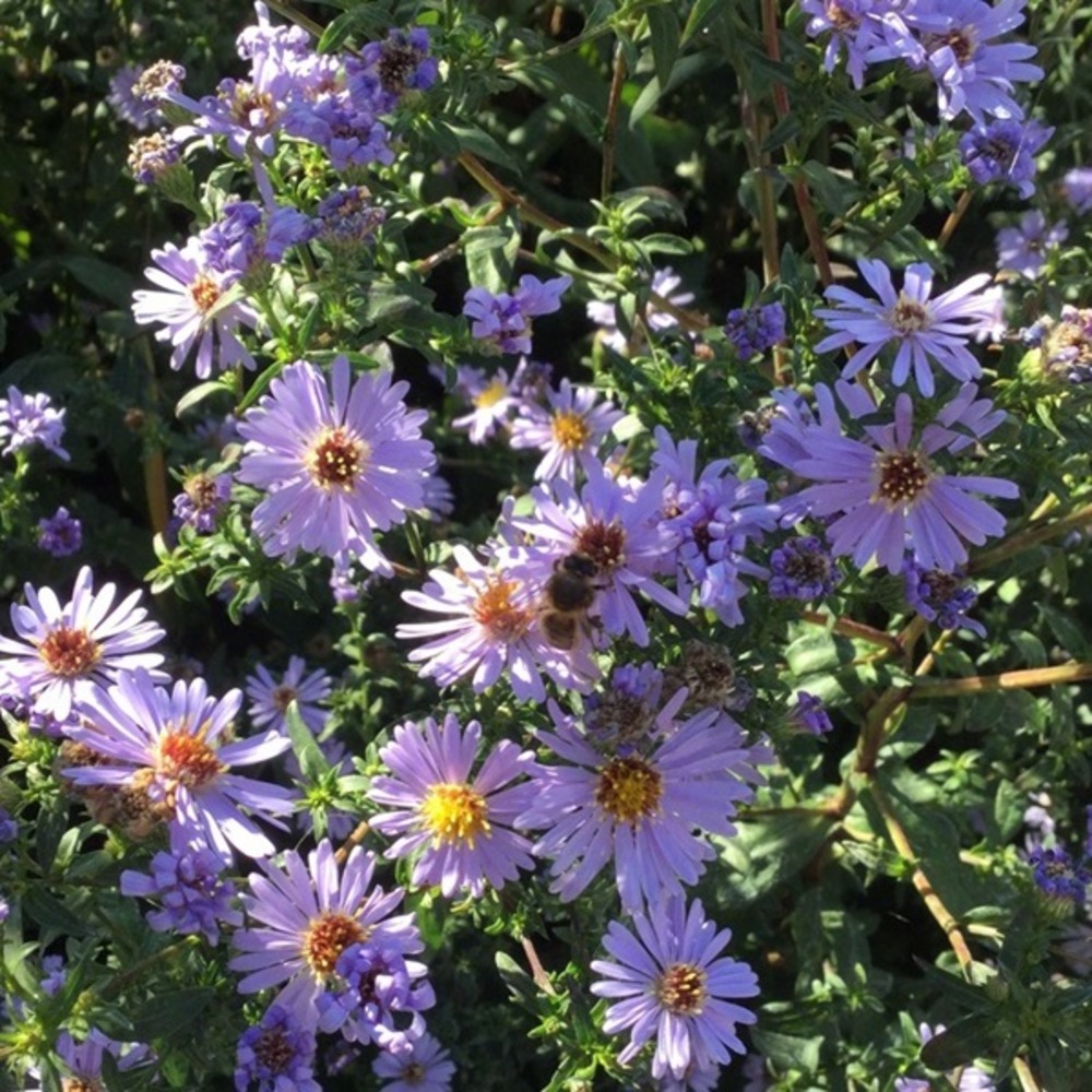 6 x aster des pyrénées 'lutetia' - aster pyrenaeus 'lutetia' - godet 9cm x 9cm