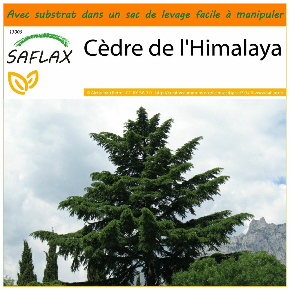 Garden in the bag - cèdre de l'himalaya - 35 graines - cedrus deodara
