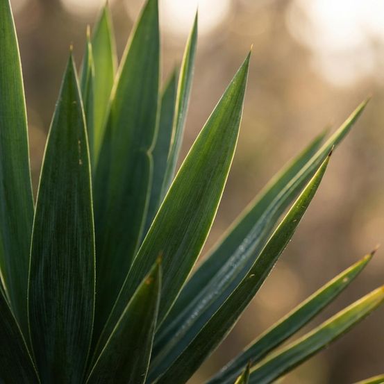 Yucca (palmlelie) - yucca elephantipes - h90 cm - ø21 cm