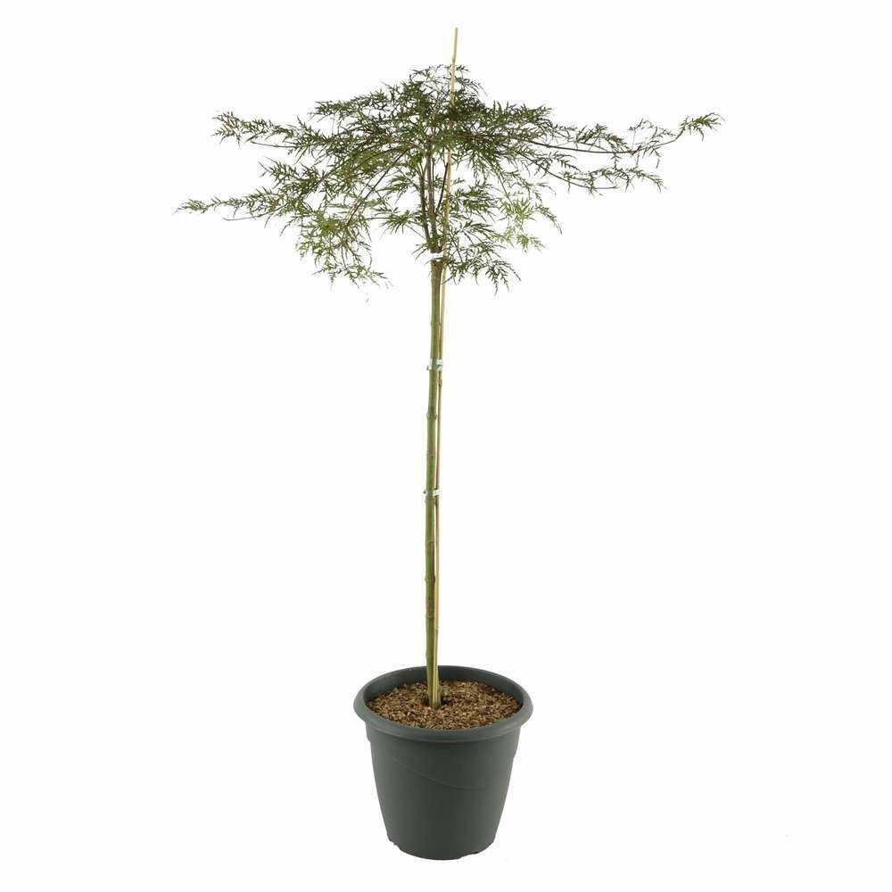 Acer palmatum 'dissectum garnet' : 16 litres xl