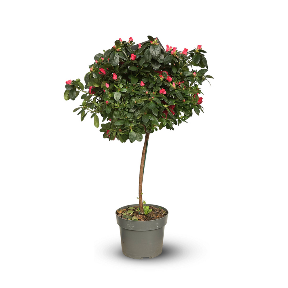 Azalée indica tige - plante d'intérieur - ↕ 70-80 cm - ⌀ 19 cm - fleur rouge