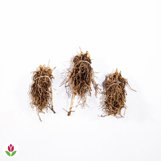 Muguet blanc - le paquet de 15 griffes