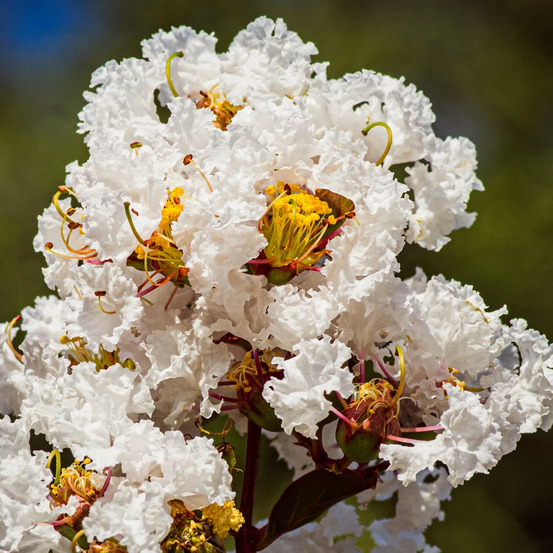 Lilas des indes coconut sorbet, lagerstroemia pot de 3l - touffe
