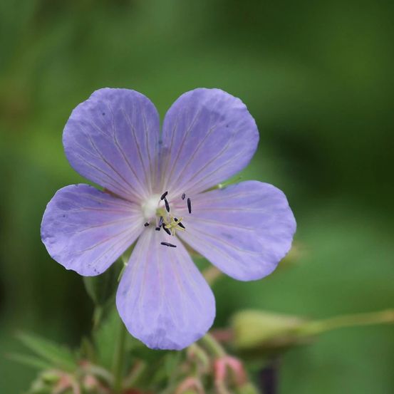 Géranium vivace chantilly lot de 9 godets