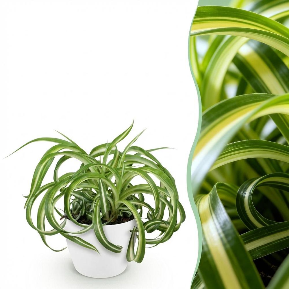 Chlorophytum comosum bonnie - pet-friendly - pot de 12cm - hauteur 20cm - plantes d'intérieur