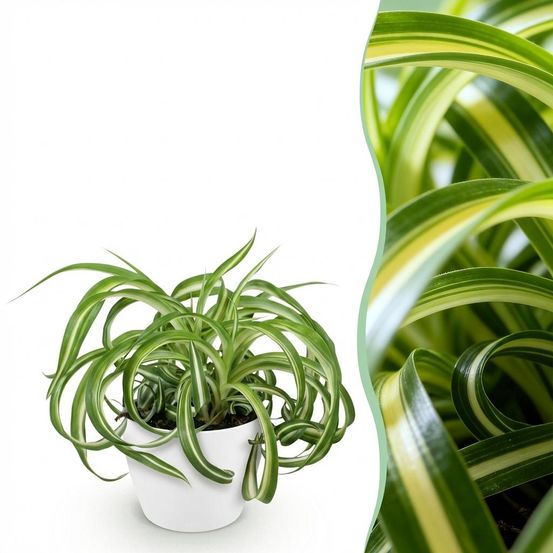Chlorophytum comosum bonnie - pet-friendly - pot de 12cm - hauteur 20cm - plantes d'intérieur