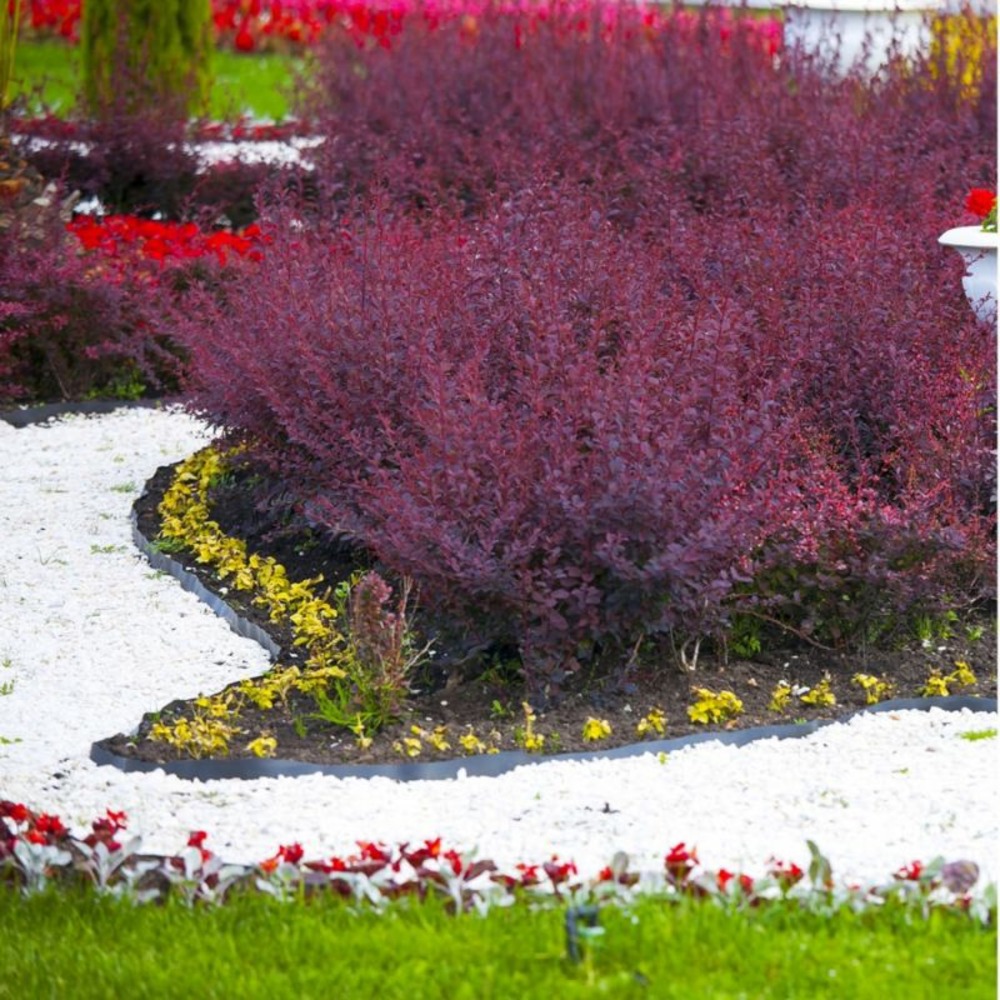 Epine Vinette de Thunberg