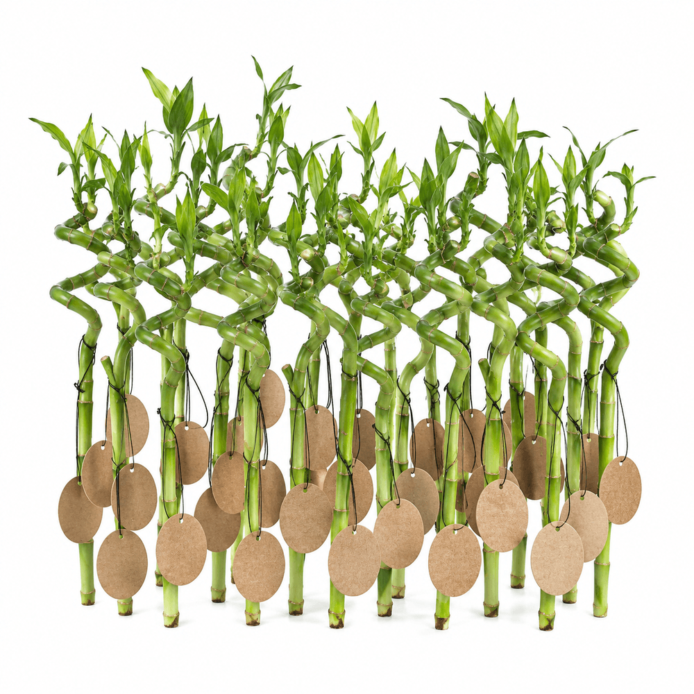 Lot de 30 bambous porte-bonheur avec cartes - dracaena sanderiana - cadeau d'invité 40-45 cm