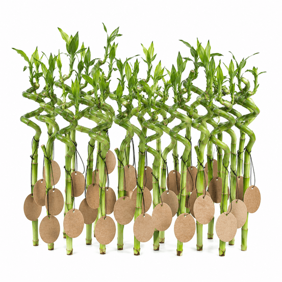 Lot de 30 bambous porte-bonheur avec cartes - dracaena sanderiana - cadeau d'invité 40-45 cm