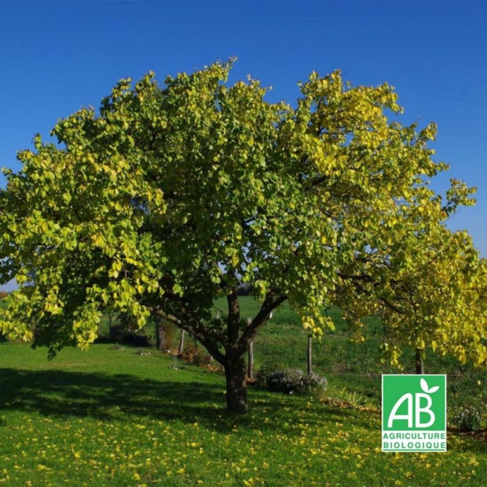 Abricotier 'bergeron' bio (prunus armeniaca 'bergeron')