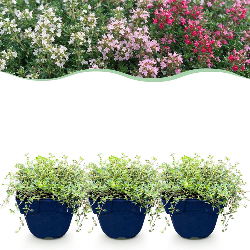 Thym couvre-sol en mélange de coloris - 24 plants - h 15-25 cm, pot ø11 cm