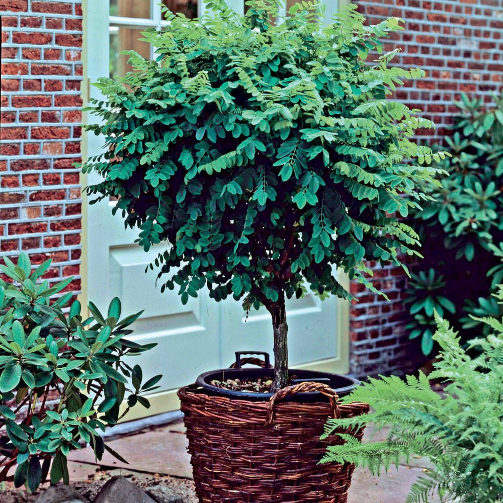 Acacia boule sur tige, le pot / 3l / tige 60cm