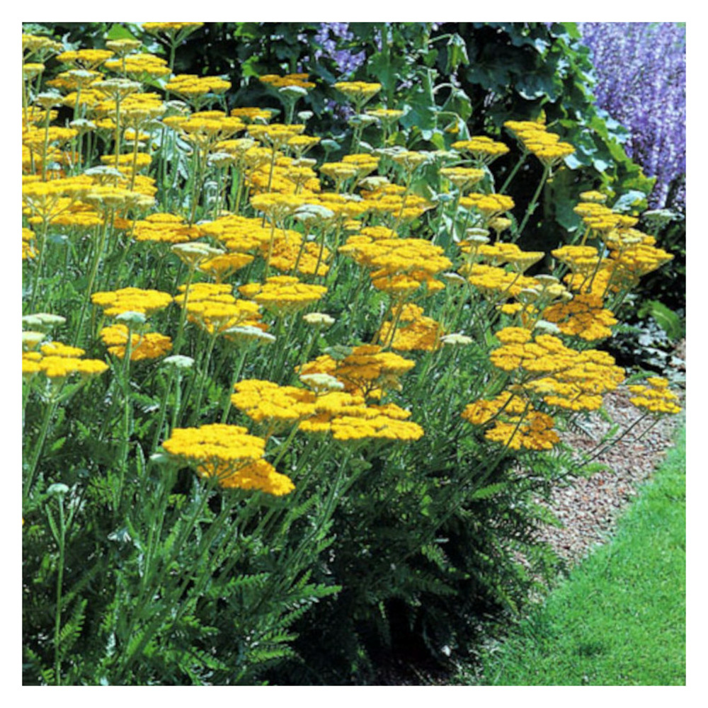 Achillée coronation gold lot de 5 godets