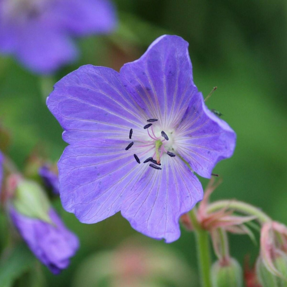Géranium vivace kashmir purple lot de 3 godets