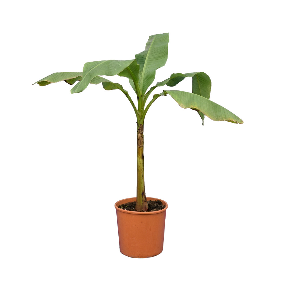 Musa basjoo - bananier du japon - rustique - plante balcon - h. 100-110 cm - p. 26 cm