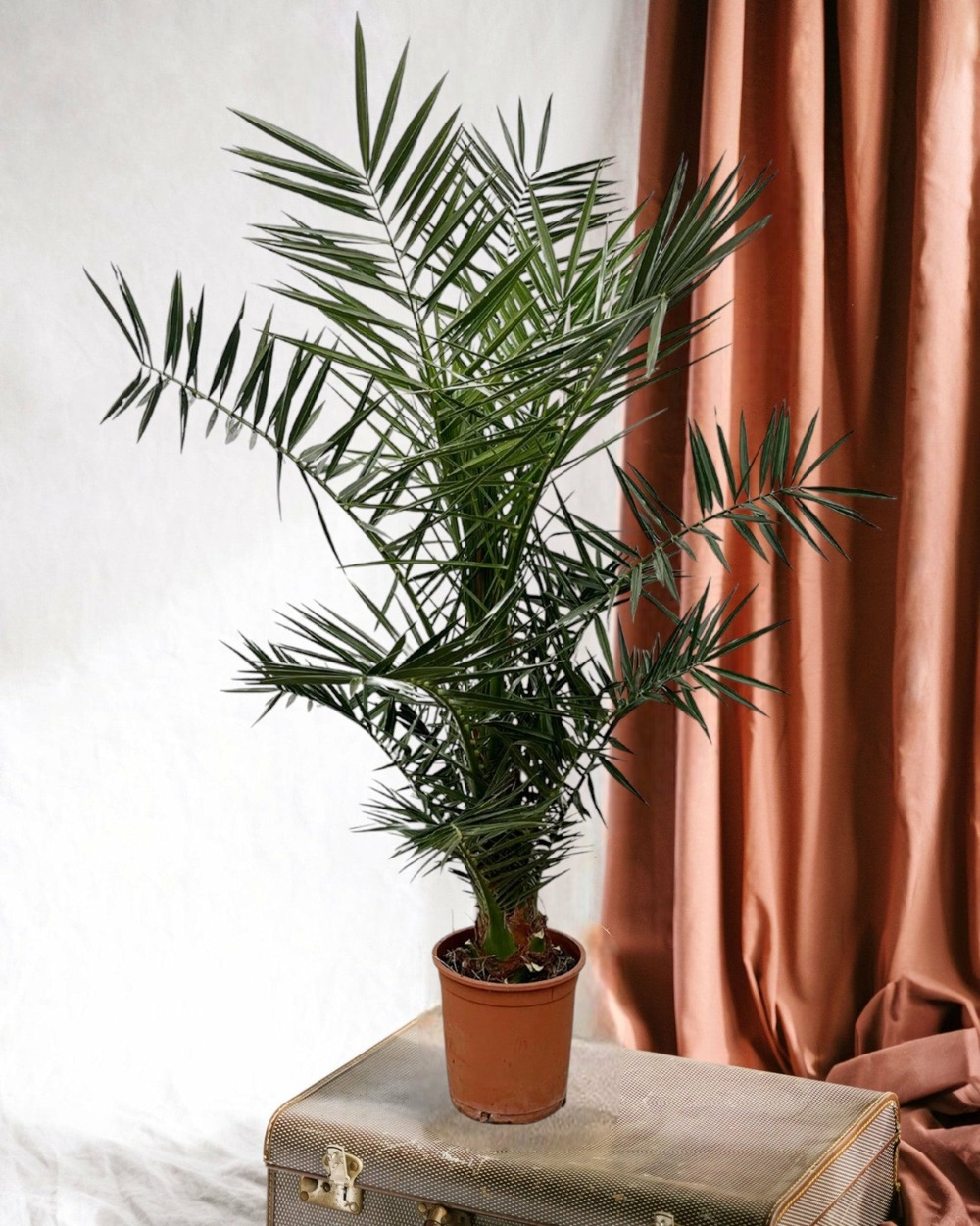 Phoenix canariensis 160cm - plante d'intérieur