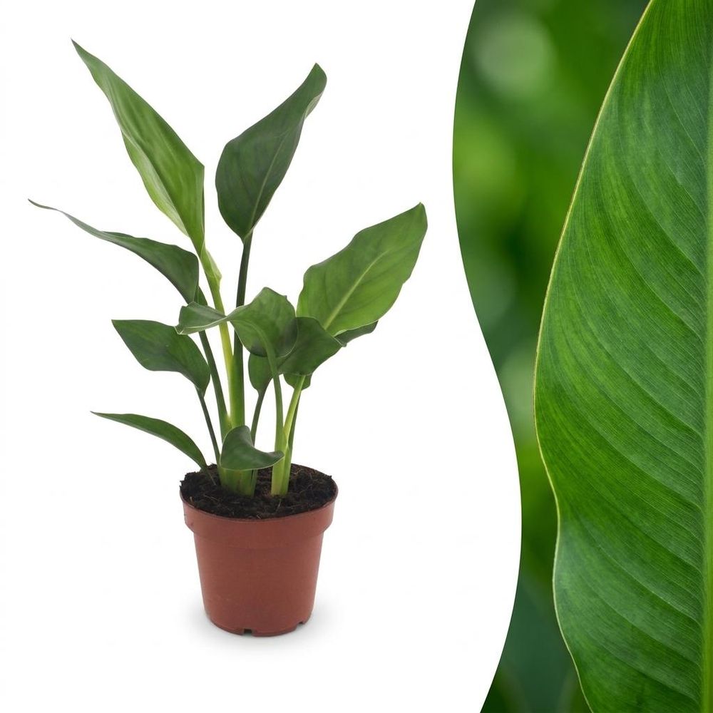 Strelitzia reginae - oiseau de paradis - pot ø12 cm, h 35 cm