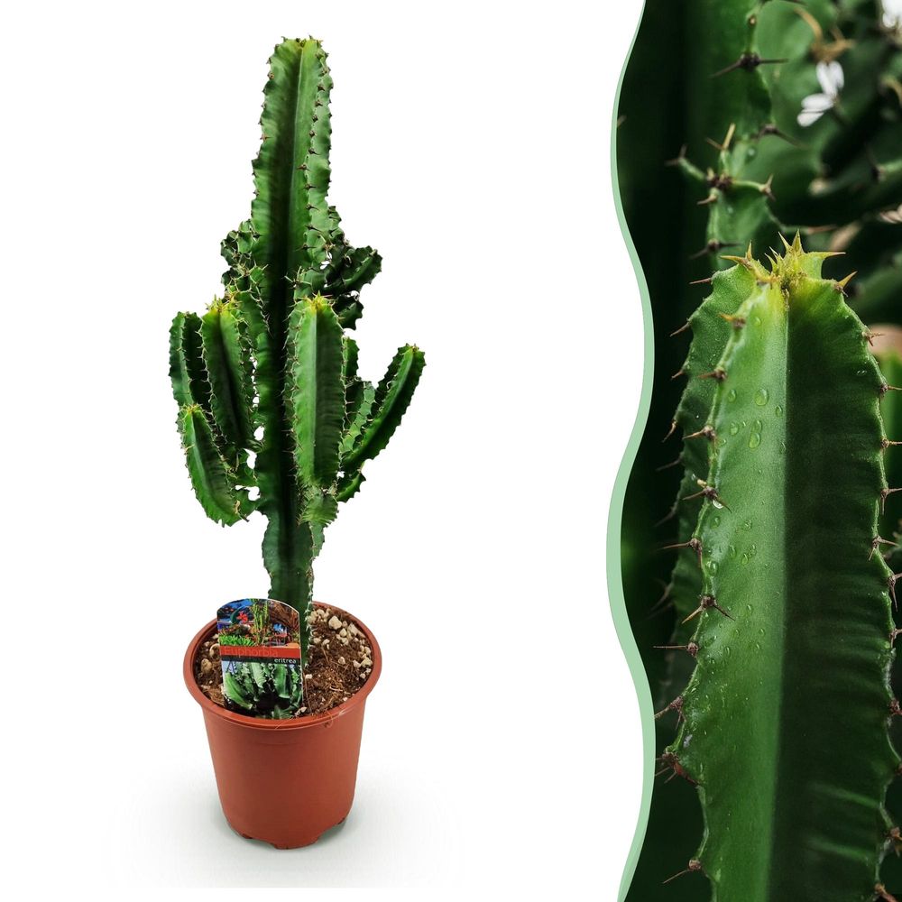 Euphorbia eritrea - arbre à lait africain - pot de 17cm - hauteur 60cm - plantes d'intérieur
