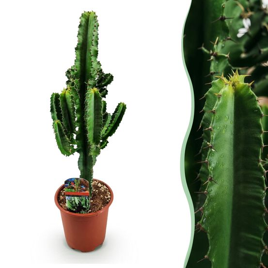 Euphorbia eritrea - arbre à lait africain - pot de 17cm - hauteur 60cm - plantes d'intérieur