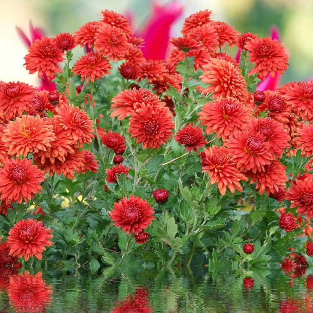 Bulbe de dahlia nain double brasilia sachet de 1 bulbe