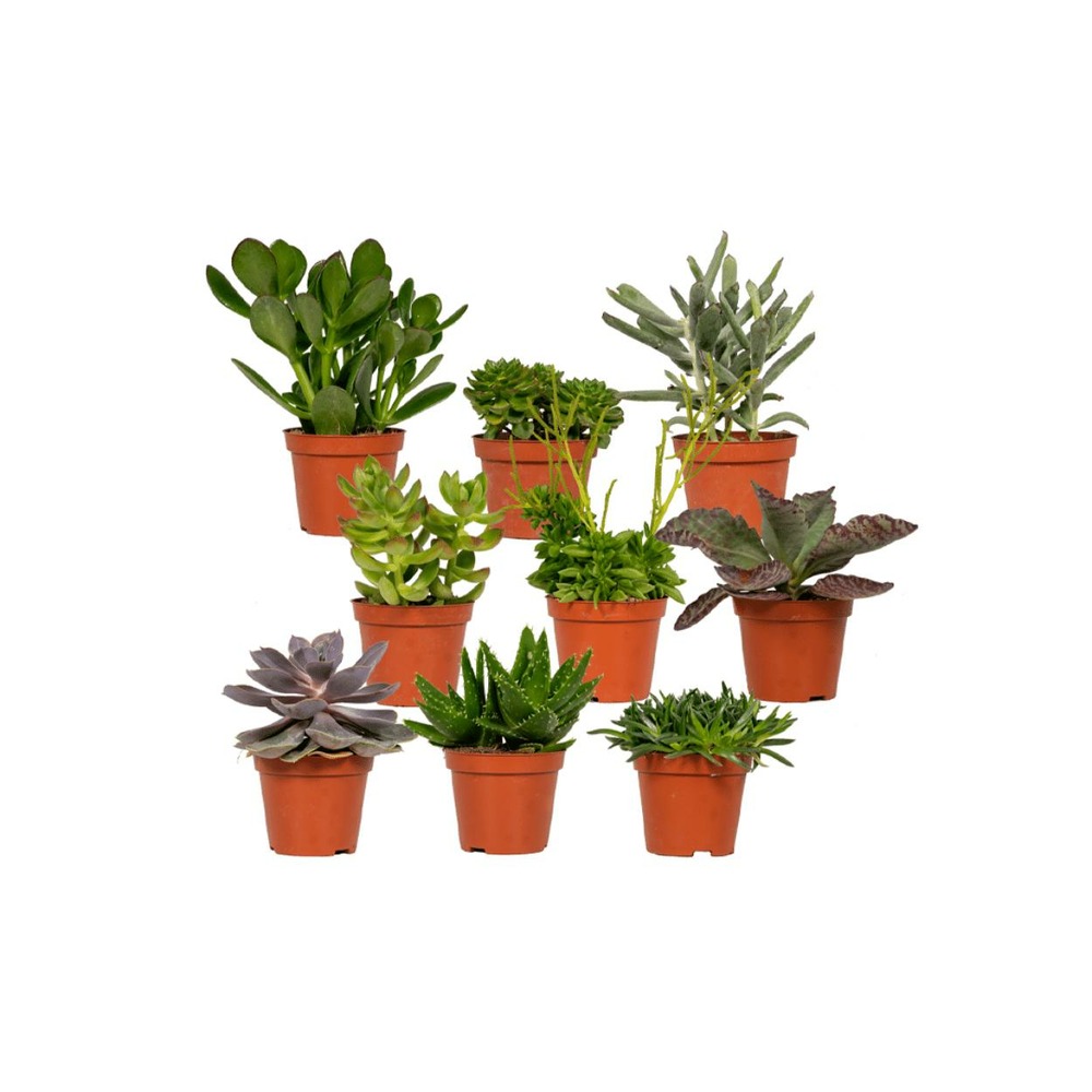 Succulentes, box de 9 plantes - h10cm, ø8,5cm - plantes d'intérieur