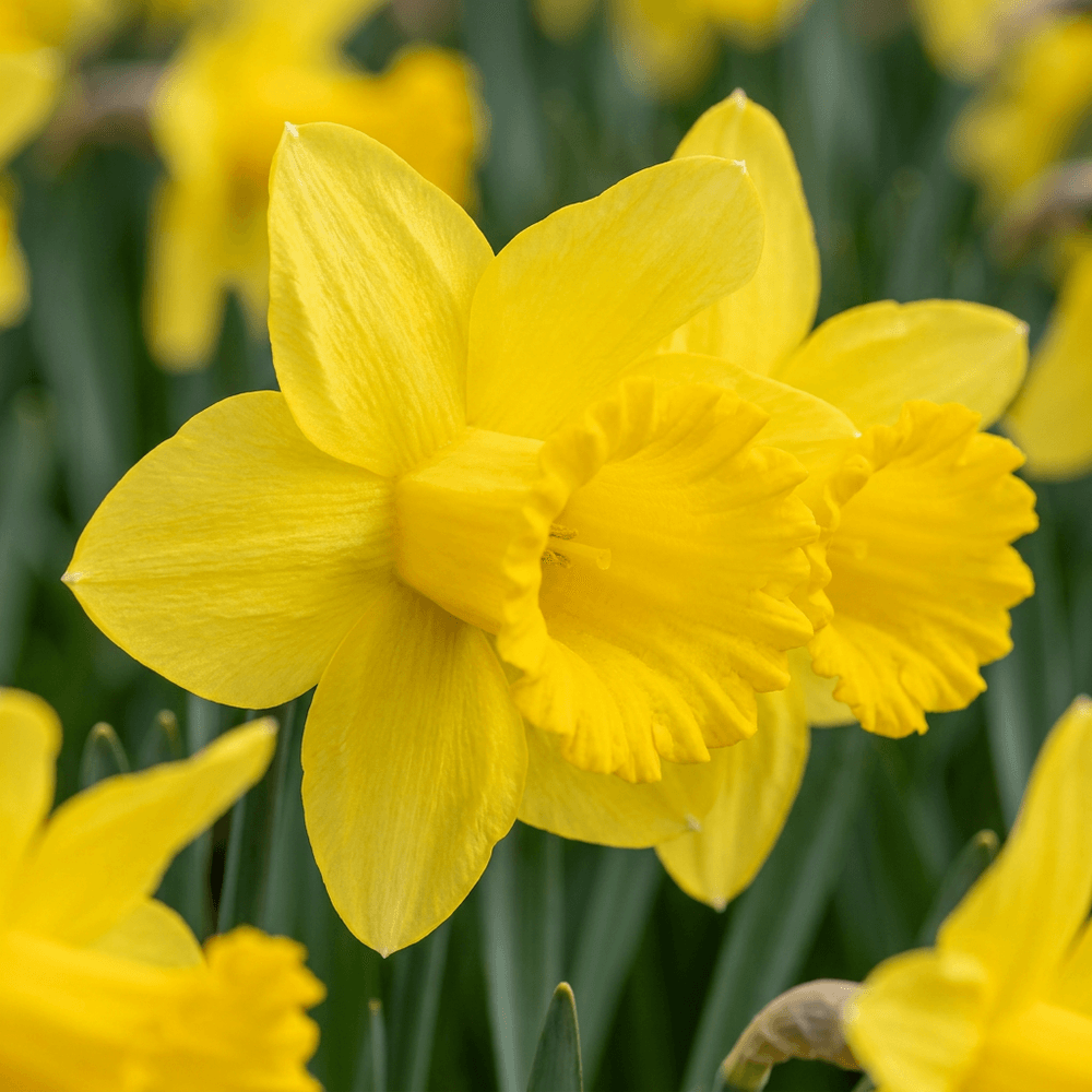 Narcisse 'carlton' (narcissus) - floraison printanière - calibre 12/14 - 120 bulbes