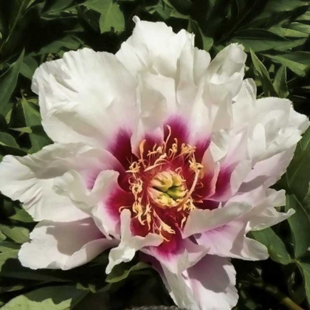Pivoine itoh 'cora louise' pot de 3l/4l