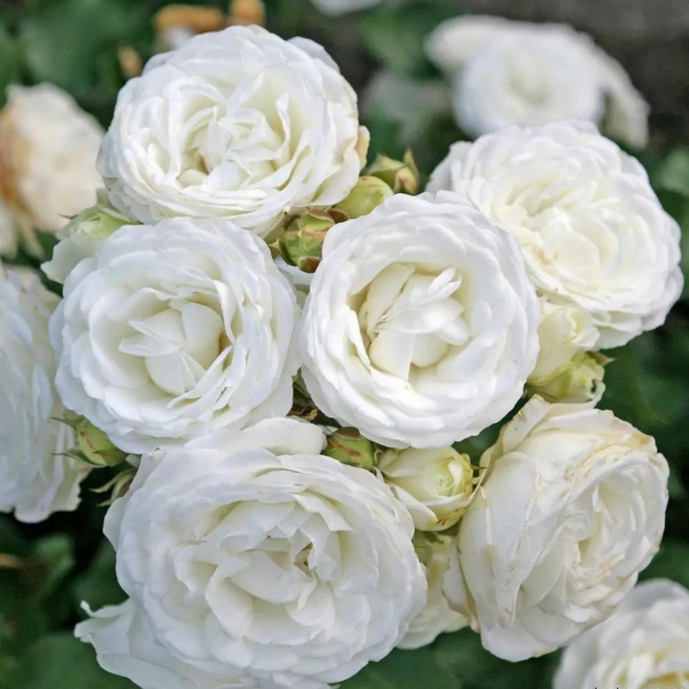 Rosier blanc miniature schneeküsschen - racines nues