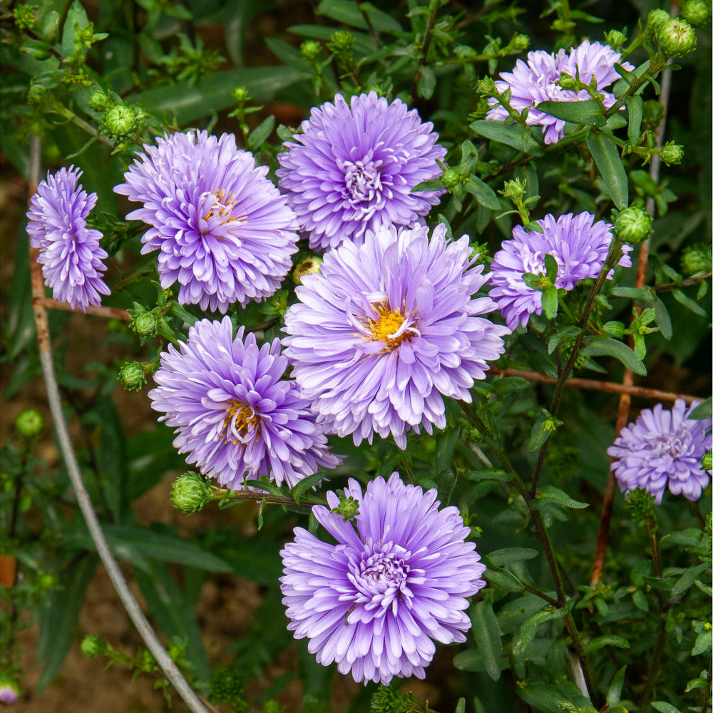 Aster de nouvelle-belgique marie ballard - le pot / ø 9cm, vendu par lot de 2