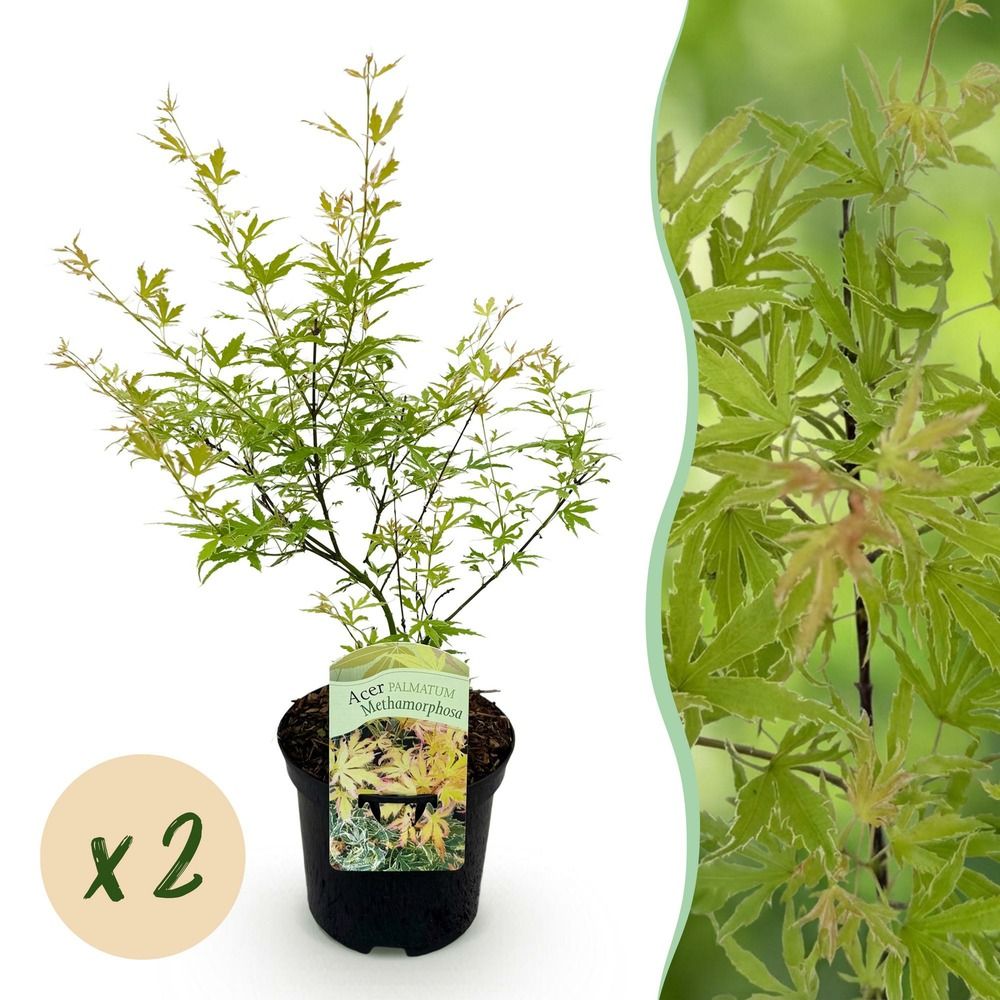 Érable du japon - lot de 2 - pot 19 cm - hauteur 70 cm