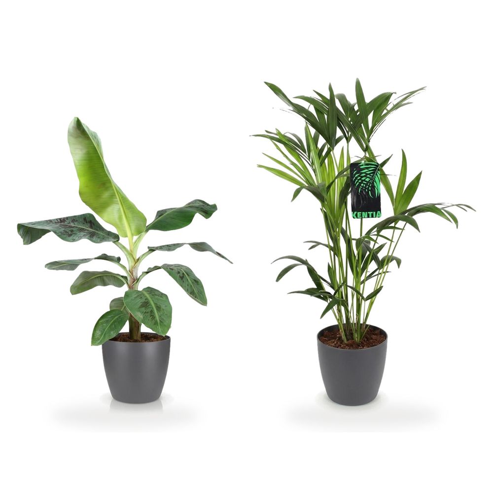 Duo tropical pot gris — musa acuminata nain cavendisch & howea forsteriana