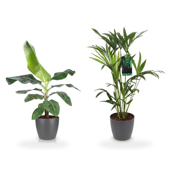 Duo tropical pot gris — musa acuminata nain cavendisch & howea forsteriana