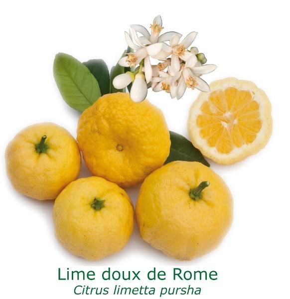 Lime douce de rome bio tailles:pot de 3 litres, hauteur 30/40 cm