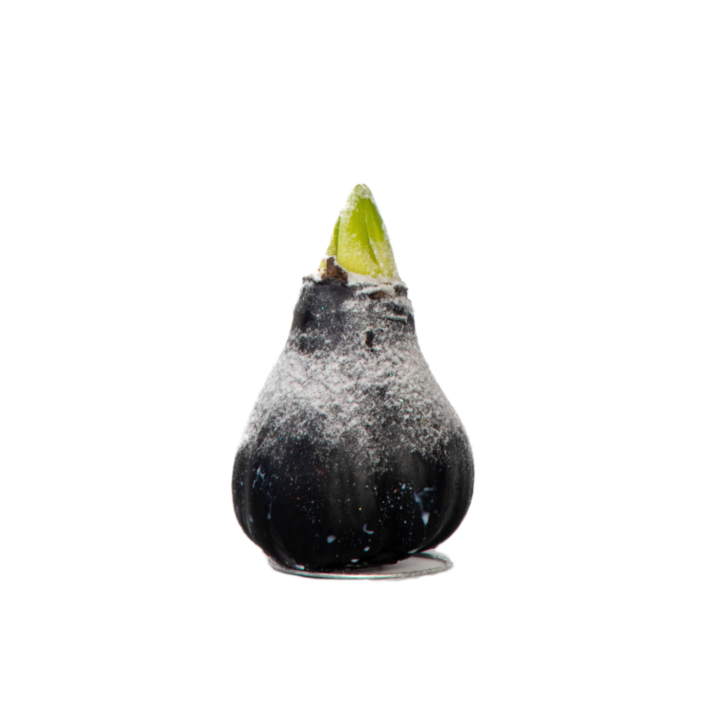 Amaryllis - hippeastrum 'wax snow black' - bulbe de fleur - rouge