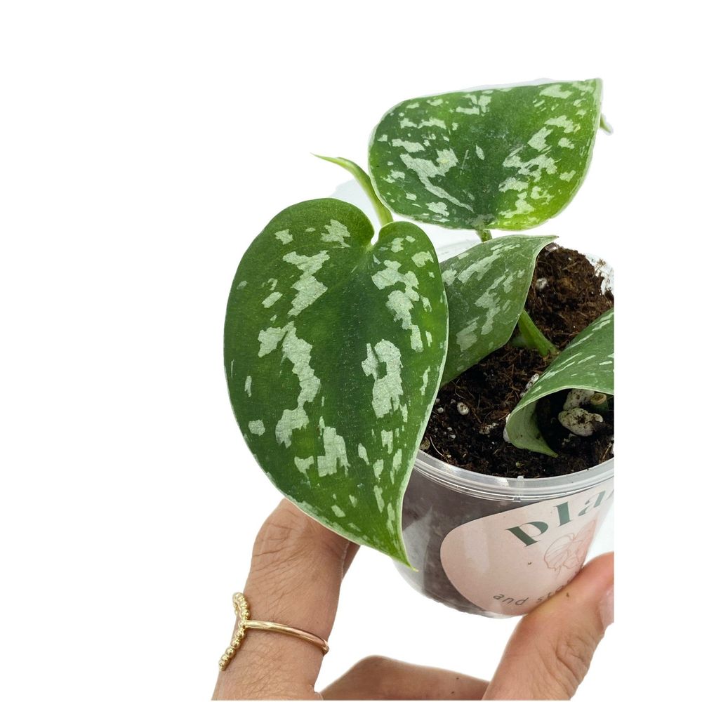 Scindapsus pictus argyraeus - pot de 12cm - plantes d'intérieur