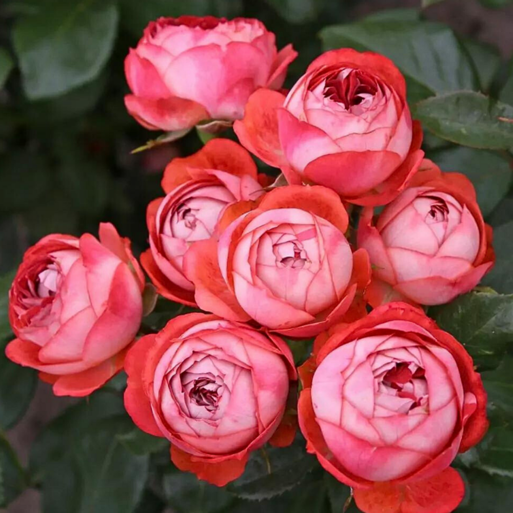 Rosier nain rouge pompeji en pot 3l