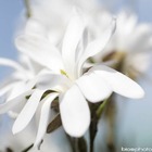 Michelia x 'fairy white':pot 5l
