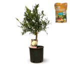 Eremorange & engrais 750 g - agrume méditerranéen - arbre fruitier - ↕ 75-85 cm - ⌀ 22 cm