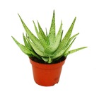 Aloe rauhii "snow flake" - snowflake aloe - pot 10,5cm - plante d'intérieur succulente