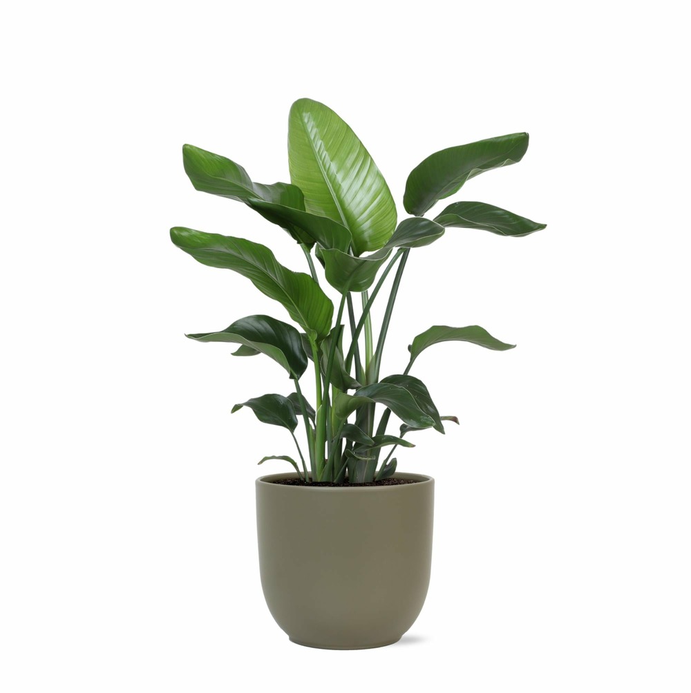 Strelitzia nicolai et son pot olive - hauteur 80cm