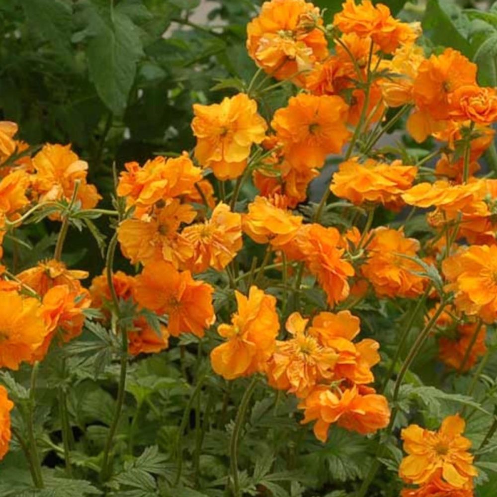Benoîte fire stom® lot de 9 godets