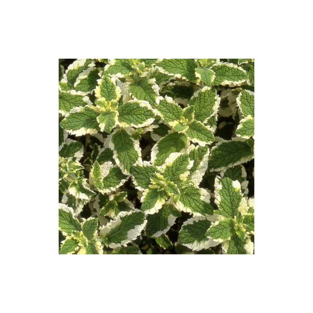 Menthe odorante panachée godet - 5/20 cm